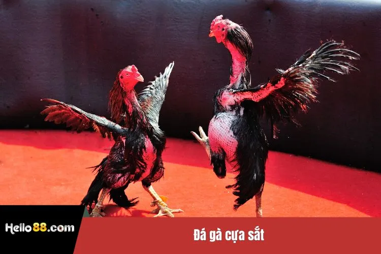 Đá gà cựa sắt